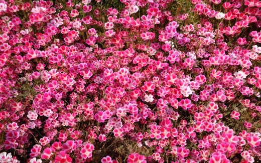 593209 (a): :1680x1050